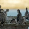 Kormoran novozelandsky - Phalacrocorax (Stictocarbo) punctatus - Spotted Shag - parekareka 7340